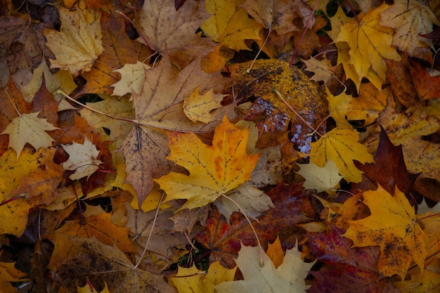 Feuilles d'érable au sol