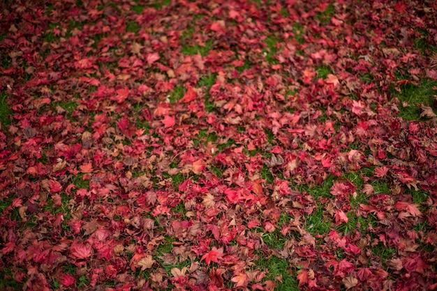 Feuilles d'érable tombées sur l'herbe