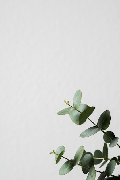 Feuilles d'eucalyptus avec espace de copie