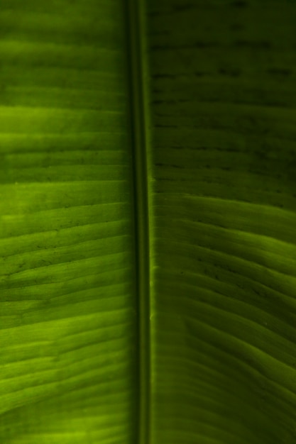 Photo gratuite feuilles exotiques vertes se bouchent