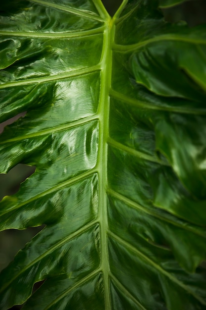 Feuilles exotiques vertes se bouchent