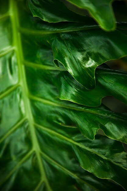 Feuilles exotiques vertes se bouchent