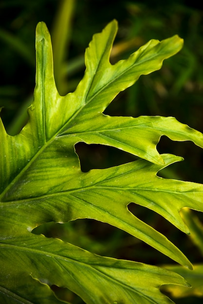 Photo gratuite feuilles exotiques vertes se bouchent