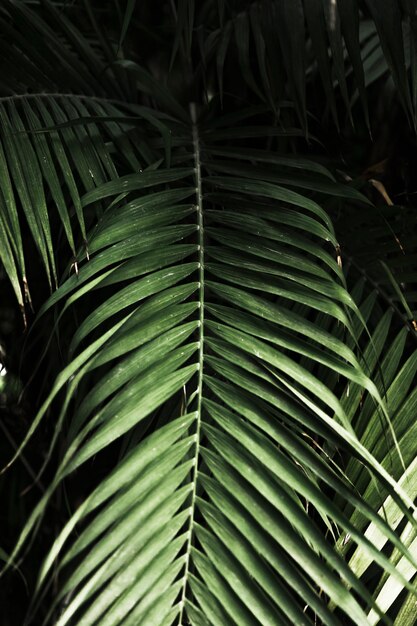 Feuilles exotiques vertes se bouchent