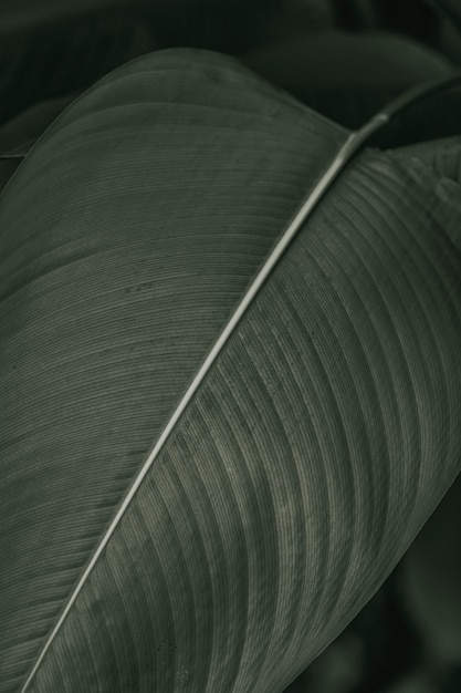 Photo gratuite feuilles de fleur d'oiseau de paradis ou de grue en macrophotographie effet noir et blanc