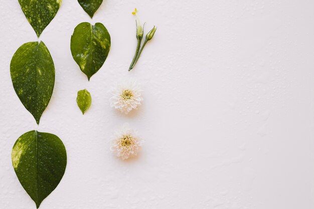 Feuilles et fleurs arrangées