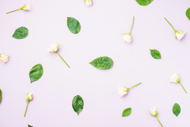 Feuilles et fleurs blanches