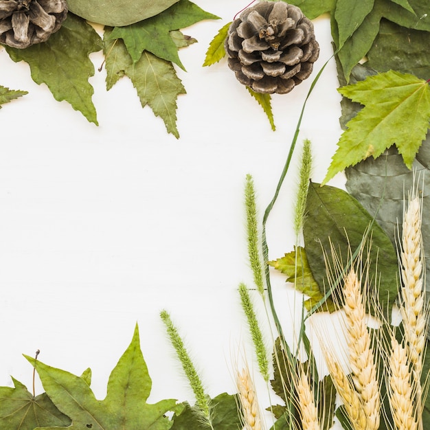 Feuilles de forêt différentes