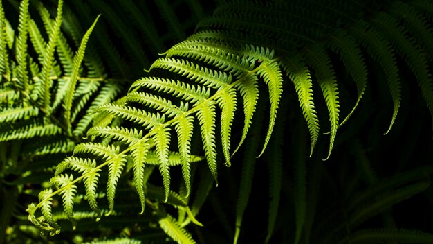 Feuilles de fougère tropicale avec des ombres