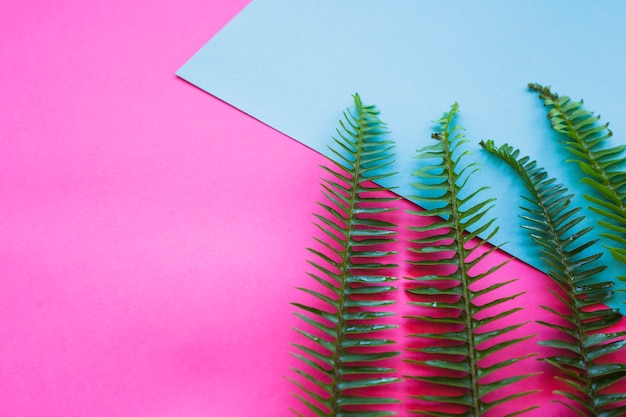 Photo gratuite feuilles de fougère verte sur bleu