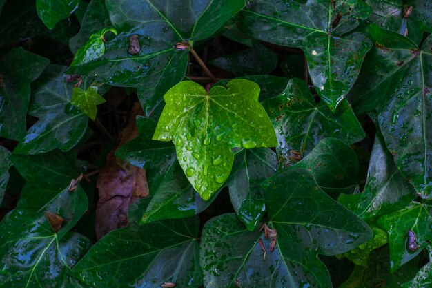 Feuilles avec des gouttes de pluie