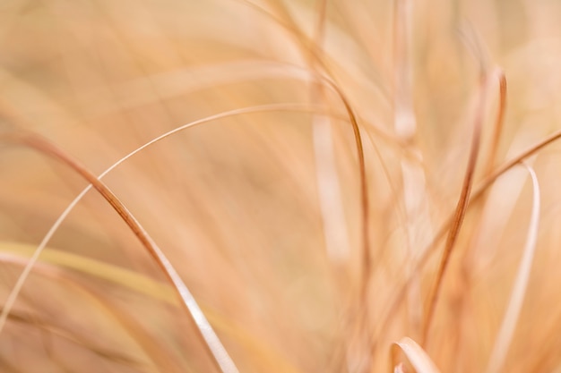 Photo gratuite feuilles d'herbe de nuances jaunes floues