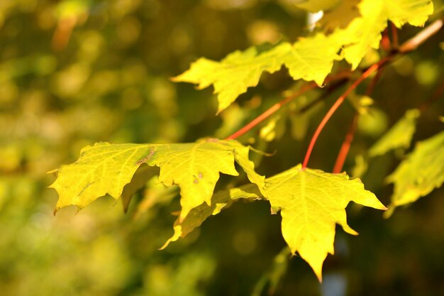 &quot;Feuilles jaunes sur branche&quot;