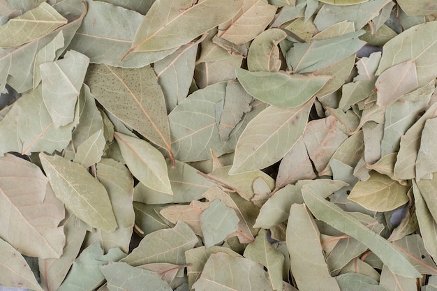 Feuilles de laurier sèches vertes sur une surface en béton