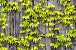 Photo gratuite feuilles de lierre de raisin vert et jaune sur un mur en bois