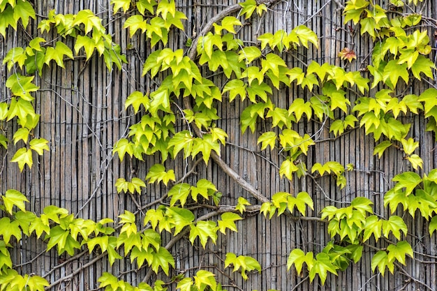 Feuilles de lierre de raisin vert et jaune sur un mur en bois