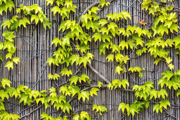 Feuilles de lierre de raisin vert et jaune sur un mur en bois