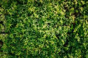 Photo gratuite feuilles de lierre vert couvrant le mur