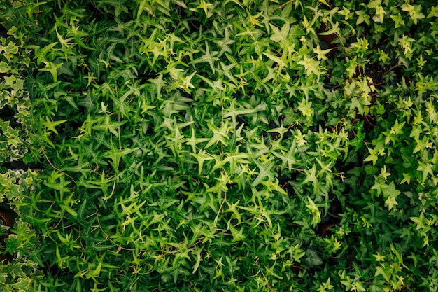 Feuilles de lierre vert couvrant le mur