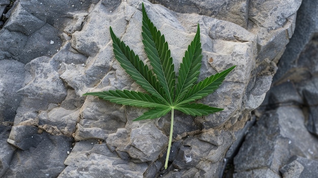 Des feuilles de marijuana vives avec des couleurs vertes vives