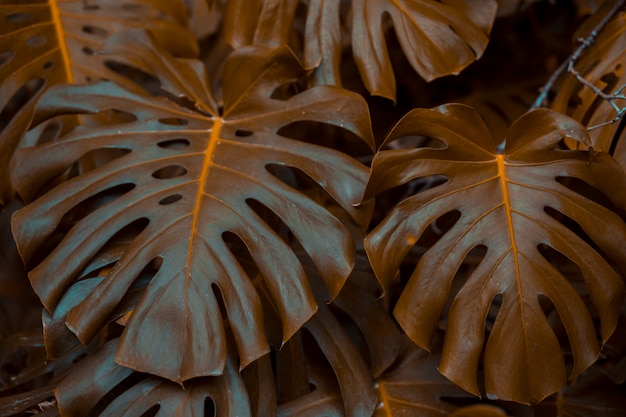 Feuilles de monstera botaniques