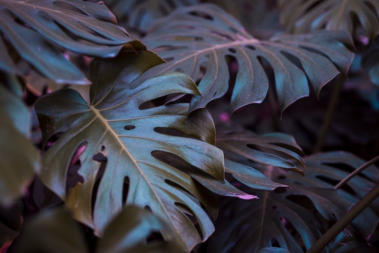 Photo gratuit feuilles de monstera botaniques