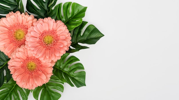 Photo gratuite feuilles de monstera avec des fleurs de gerbera