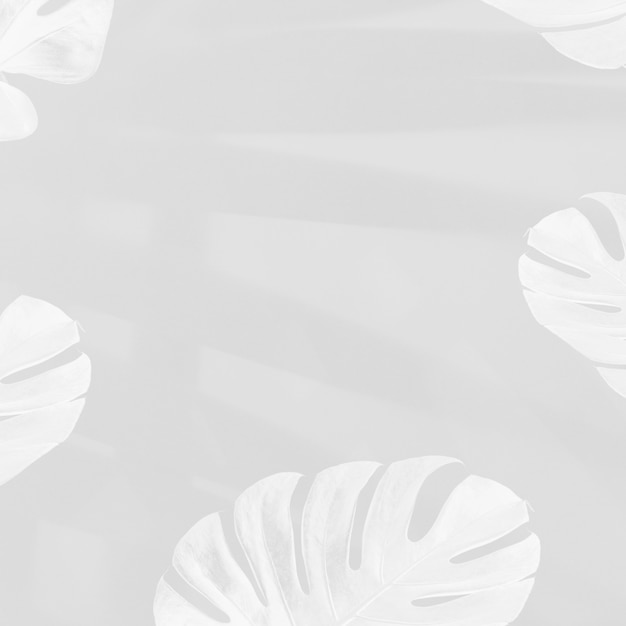Feuilles de Monstera avec ombre de feuilles de palmier sur fond gris