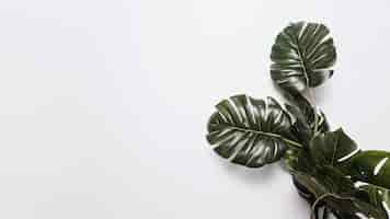 Photo gratuite feuilles de monstera vert sur fond blanc