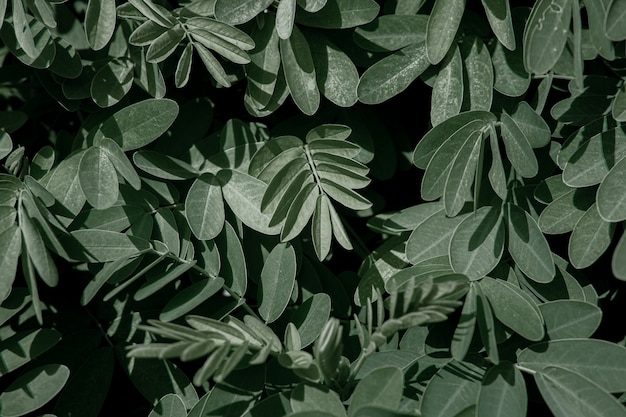 Feuilles naturelles d'acacia