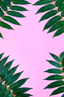 Feuilles de neem sur fond rose. contexte pour la publicité des cosmétiques et du spa.