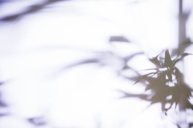 Feuilles d&#39;ombre sur fond blanc