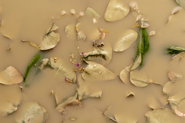 Feuilles pâles dans de l'eau brune