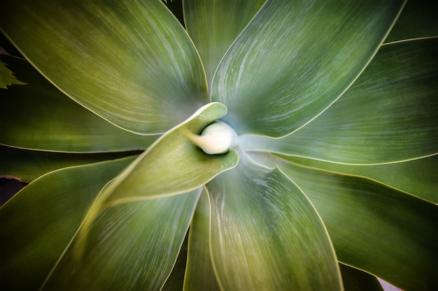 Photo gratuite feuilles de palmeraie