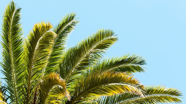 Feuilles de palmier à l'extérieur au soleil