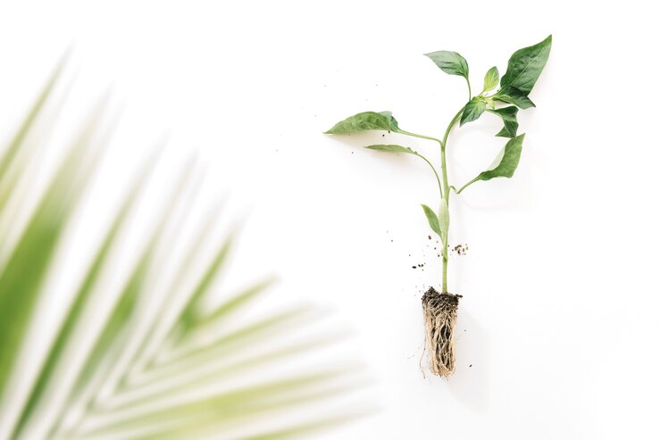 Photo gratuit feuilles de palmier floues près de la plante avec sa racine sur fond blanc