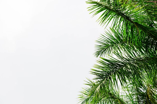 Feuilles de palmier sur fond blanc