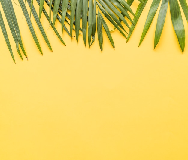Feuilles de palmier sur fond jaune