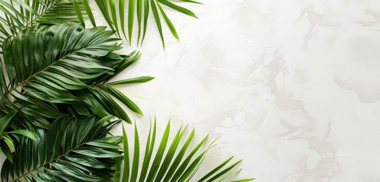 Photo gratuit feuilles de palmier sur fond de mur plâtré blanc pour une carte pour le dimanche des rameaux et pâques avec espace