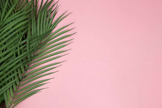 Feuilles de palmier sur fond rose