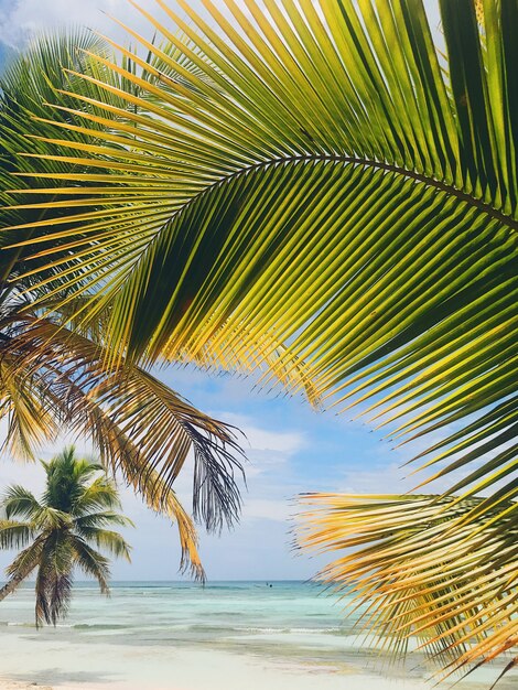 Feuilles de palmier jaune et vert sur la plage dorée