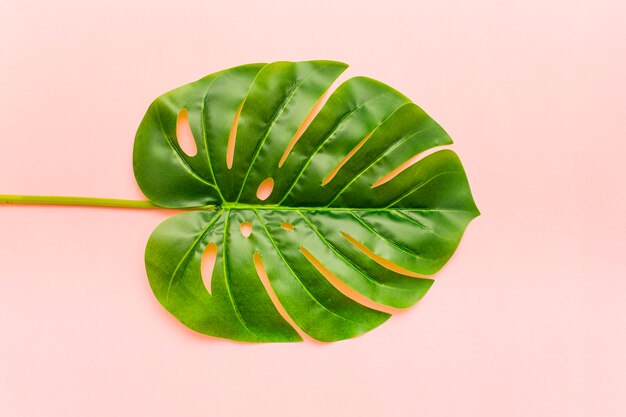 Feuilles de palmier Monstera tropicales