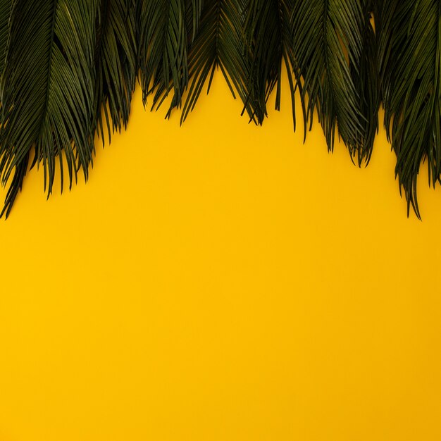 Feuilles de palmier tropical sur jaune