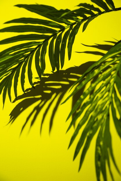 Feuilles de palmier vert sur fond jaune