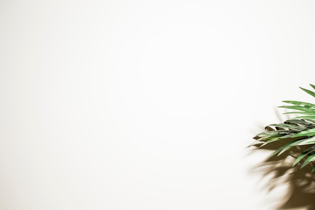 Photo gratuite feuilles de palmier vert et ombre sur fond blanc