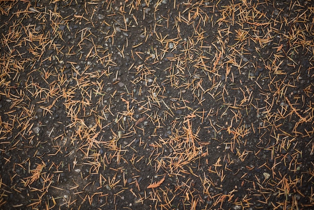 Feuilles de pin séchées tombées sur le sol