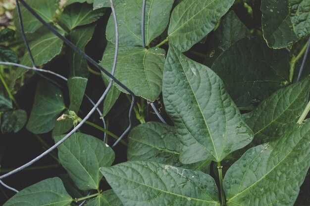 Feuilles de plantes de haricots