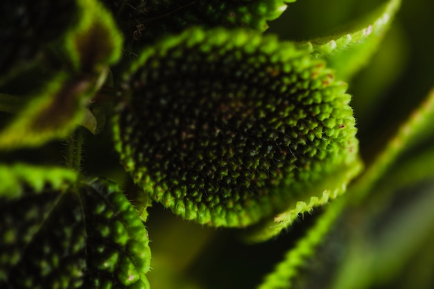 Feuilles de plantes à motifs