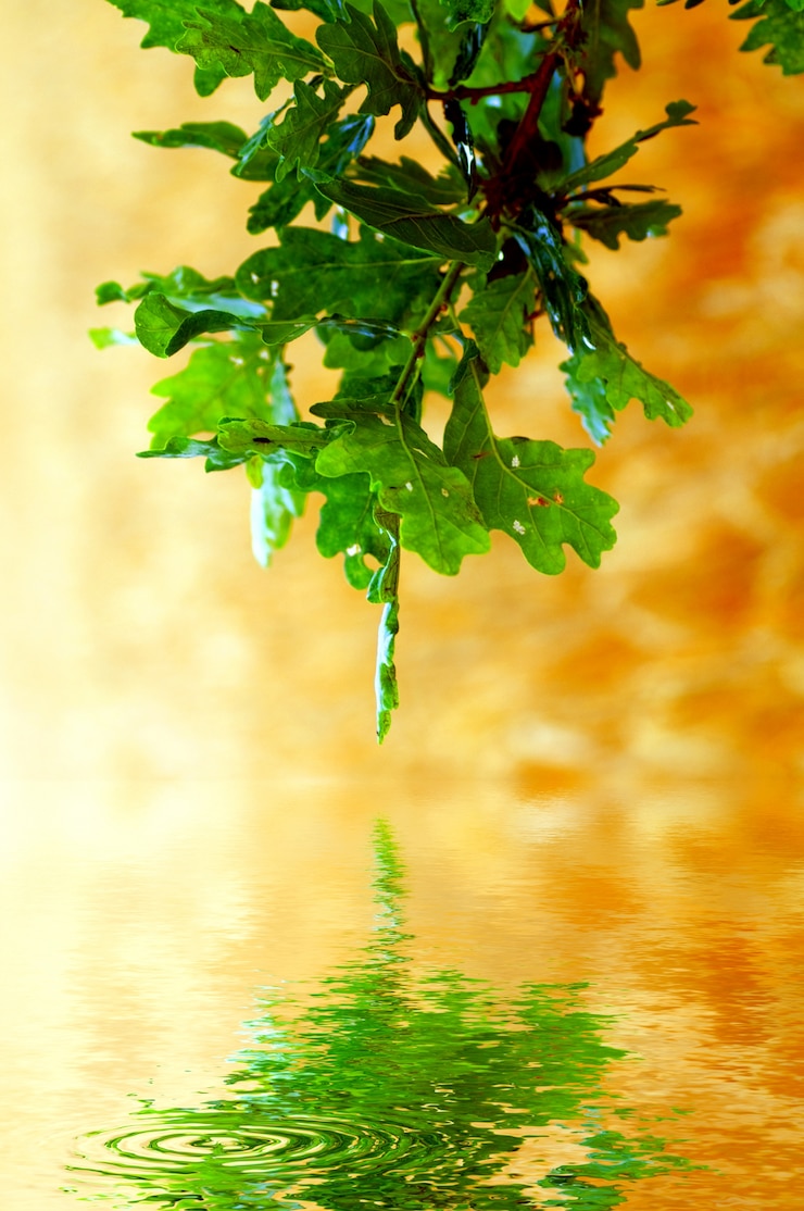 Feuilles reflète dans l&#39;eau