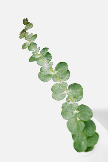 Feuilles rondes d'eucalyptus sur fond blanc